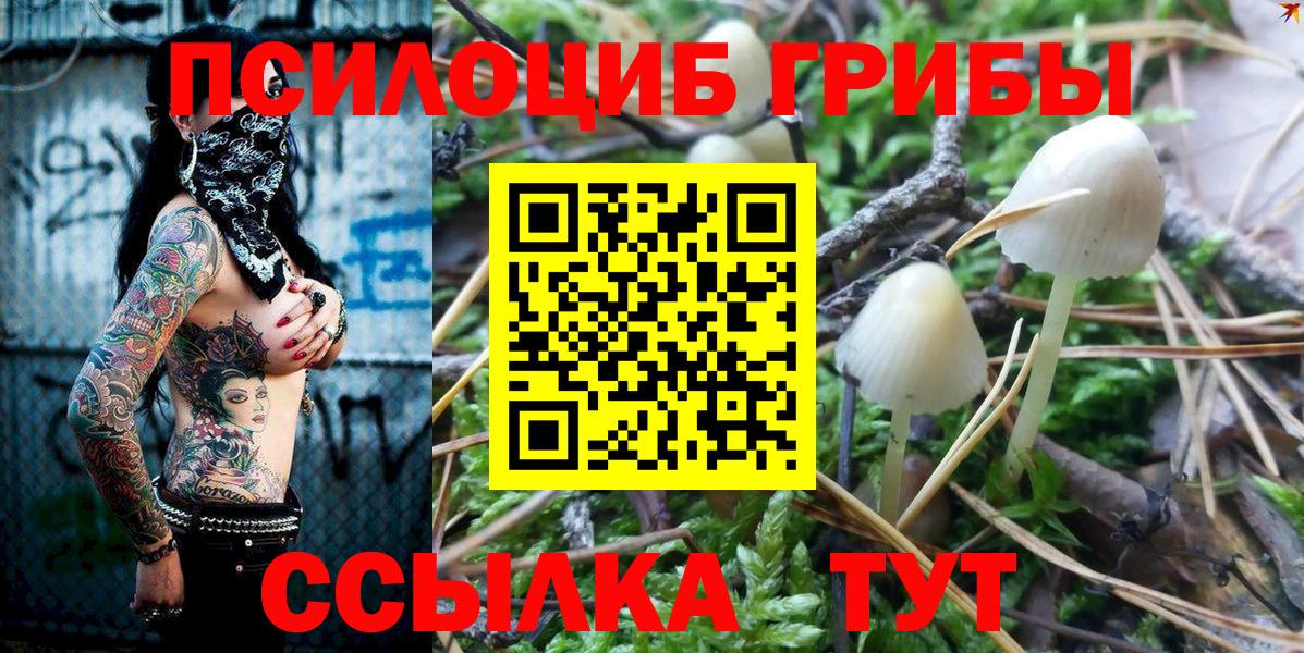 Моздок  Псилоцибиновые грибы Psilocybe  Вход с VPN 